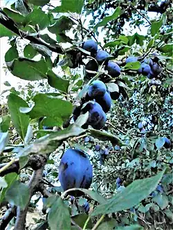 Stanley plum variety