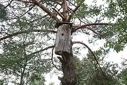 A tree beehive
