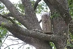 A tree beehive