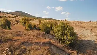 Oriental hornbeam (Carpinus orientalis)