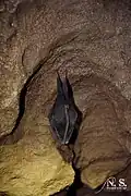 R. hipposideros