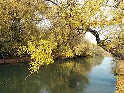 Riparian vegetation in autumn, Bulgaria