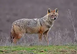 Golden jackal