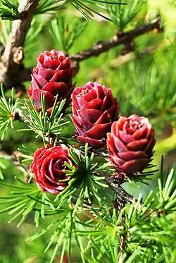 Leaves and immature cones; Sikhote Alin