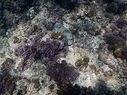 Lumps of tar camouflaged underwater in Rosh Hanikra