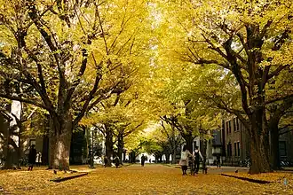 The campus in autumn