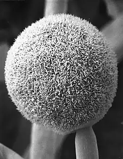 "Helicostylum pulchrum"