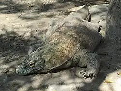 Komodo dragon