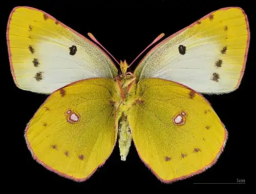 Colias alfacariensis ♀ △