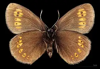 Erebia alberganus ♂ △