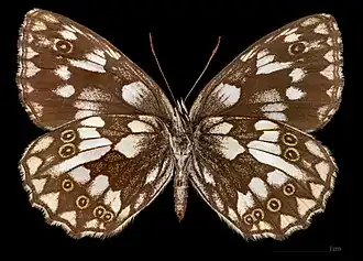 Melanargia galathea magdalenae ♀ △