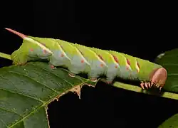 Caterpillar