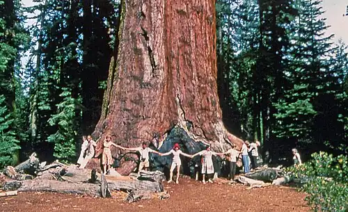people around the trunk of a large tree in the forest