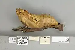 Ornithoptera chimaera chimaera, pupa lateral view