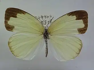 Dorsal view