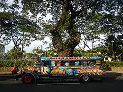 A Jeepney with the historic acacia tree in the background