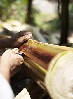 3. The tuxy, the outer layer of the leaf sheath contains primary fibres is separated from the inner layers.