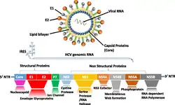 Hepacivirus structure and genome