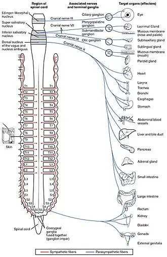 Innervations of the parasympathetic nervous system