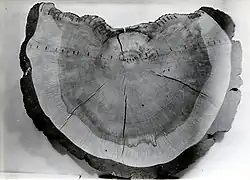 Ponderosa pine tree stump showing a cross section of growth rings and fire scars