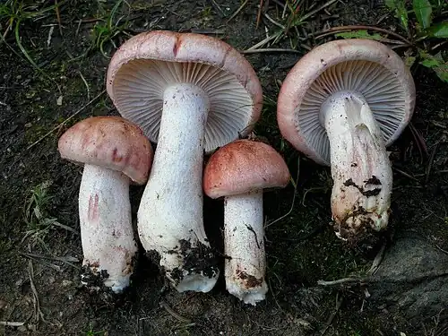 H. erubescens
