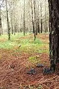 Pine forest at the Nevado de Toluca in the State of Mexico.