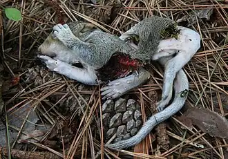 Squirrel carrion (L. sericata in bottom right)