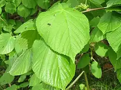 Tilia platyphyllos