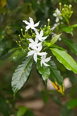 four white flowers set amongst several flower buds and green leaves