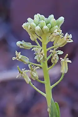 a small green plant with a cluster of small green buds, some buds have opened showing off small off white petals