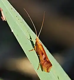 A orange insect crawling on a green leaf