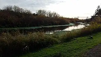 The Mercer Slough, about 1 mile (1.6 kilometres) upstream from its terminus at Lake Washington