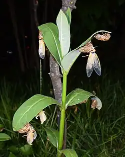 Molting Brood X cicadas on a milkweed plant in Bethesda, Maryland (May 15, 2021)