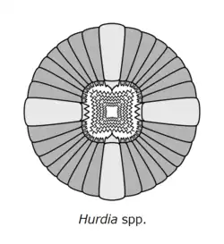 Morphology of the oral cone