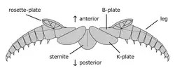 Leg and associated structures of A. armata