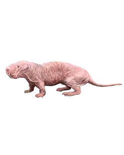 Heterocephalus glaber