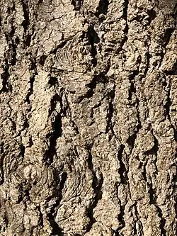 bark