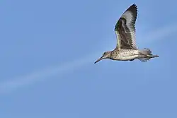 In flight, showing the bold underwing pattern