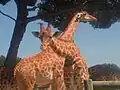Giraffes