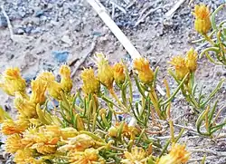 Pteronia pallens ("Scholtzbos")