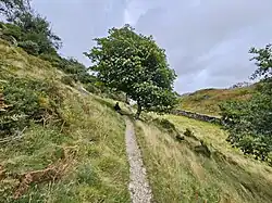 A tree on Precipice Walk of Nannau
