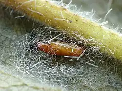 Pupa in an open network cocoon