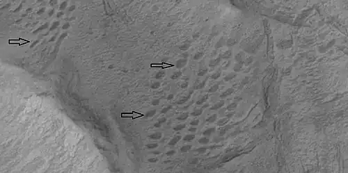 Sample of oval pits in this location of unknown origin, as seen by HiRISE under HiWish program