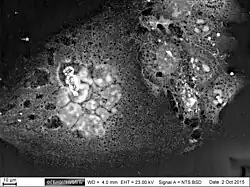 4T1 cells line. The micrograph of mouse breast tumor cells on cultural plastic, BSE image, ZEISS EVO LS10.