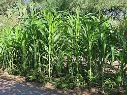 60-day corn at Mission Garden