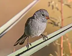 Plain gray bird with a pinkish bill perched on a spiky plant leaf