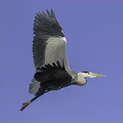 Grey heron, Djurgården, Stockholm