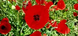 A close-up of a bright red poppy flower