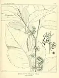 Illustration from Joseph Maiden's book "A Critical Revision of the genus Eucalyptus"