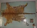 A depiction of processed skin of Tiger